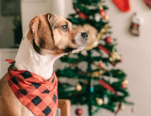 Ondersteun je huisdier met Vitacus tijdens de feestdagen