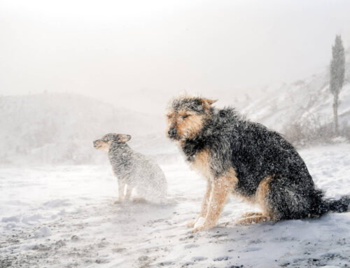 Winterse tips voor je huisdier