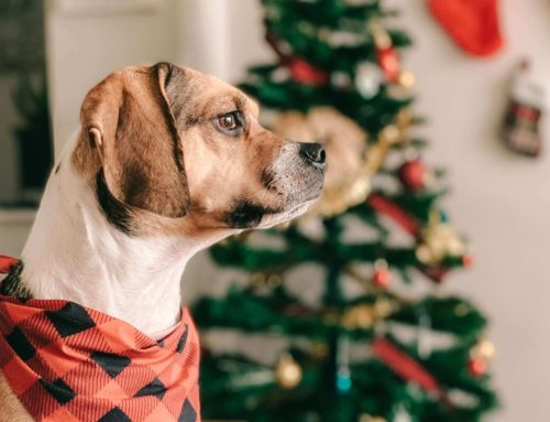 Ondersteun je huisdier met Vitacus tijdens de feestdagen