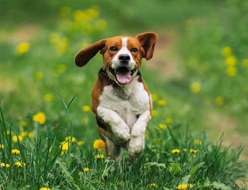 Het voorjaar met Vitacus!